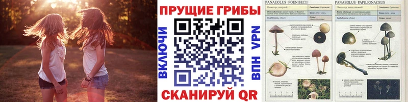 Галлюциногенные грибы мицелий дарнет шоп Алатырь